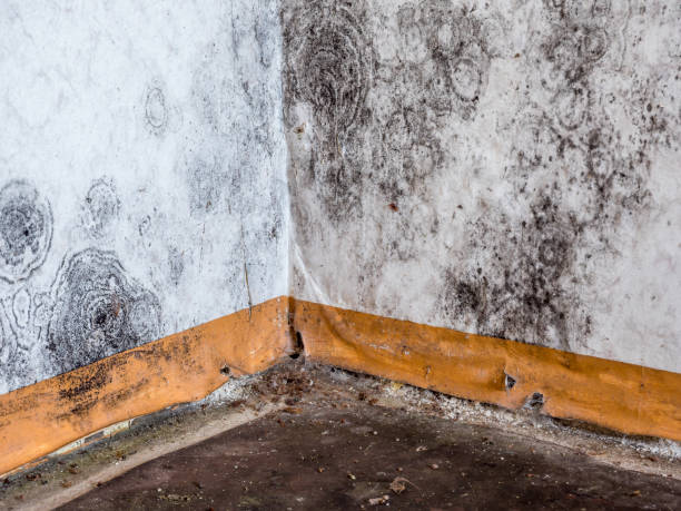 Best Basement Mold Removal  in Windsor, PA